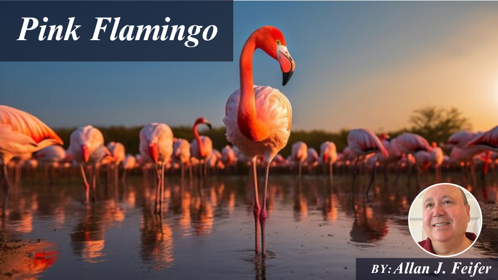 Pink Flamingo